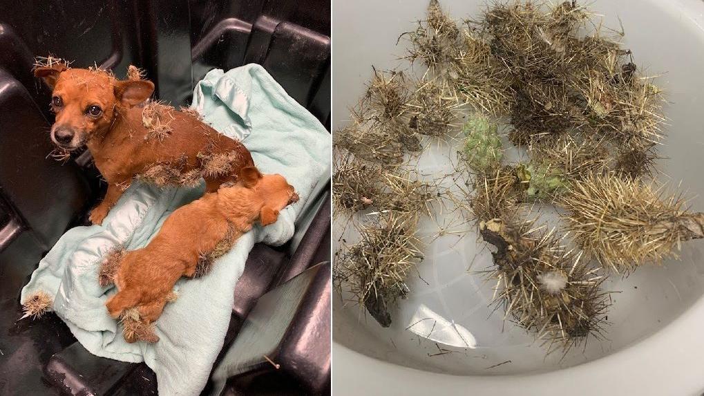 DOGS VERSUS CACTUS - COURTESY MARICOPA COUNTY ANIMAL CARE EDIT.jpg